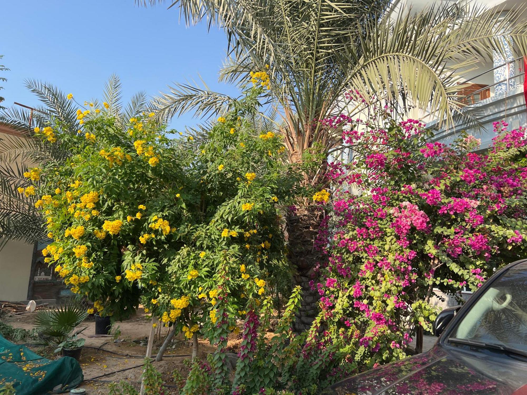 Alhosani Property Abu Dhabi Eksteriør billede